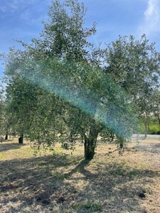 Terreno Agricolo in vendita a Lanuvio via Montegiove Vecchio