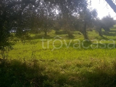 Terreno Agricolo in vendita a Magliano Romano localita` Monte l` Oliva