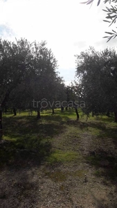 Terreno Agricolo in vendita a Manfredonia tratturo Pulsano