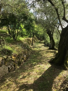 Terreno Agricolo in vendita a Massarosa via Fornella