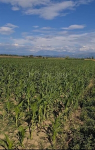 Terreno Agricolo in vendita a Milano alzaia Naviglio Pavese