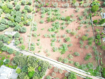 Terreno Agricolo in vendita a Monopoli contrada Cervarulo