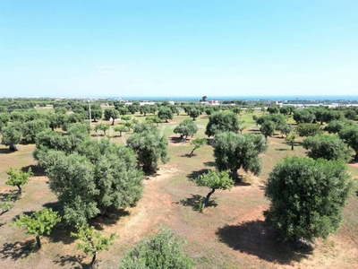 Terreno Agricolo in vendita a Monopoli contrada Stomazzelli