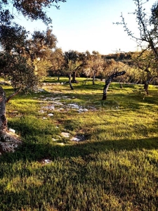 Terreno Agricolo in vendita a Monopoli contrada Torricella