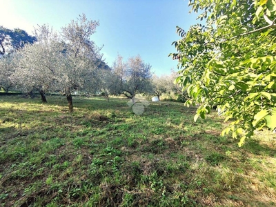 Terreno Agricolo in vendita a Montefiore Conca via roma