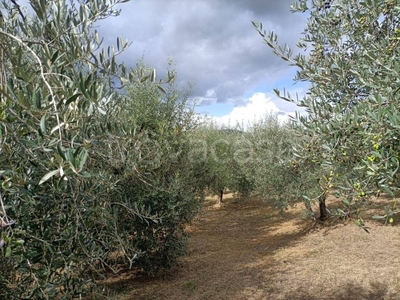 Terreno Agricolo in vendita a Monteleone d'Orvieto voc Pineto