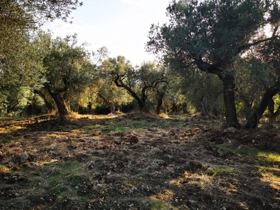 Terreno Agricolo in vendita a Montorio Romano