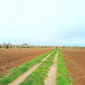 Terreno Agricolo in vendita a Nociglia strada Comunale Torre