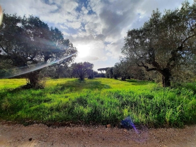 Terreno Agricolo in vendita a Orbetello