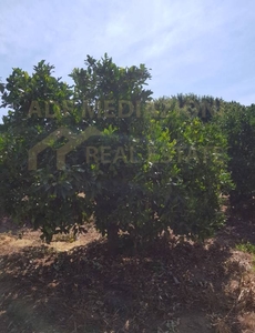 Terreno Agricolo in vendita a Paternò