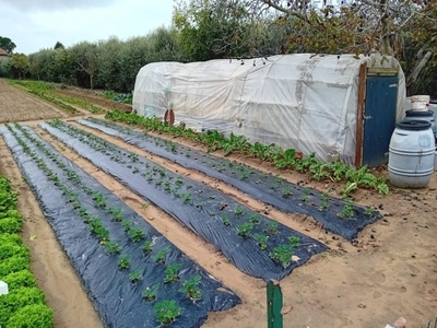 Terreno Agricolo in vendita a Pisa oratoio,