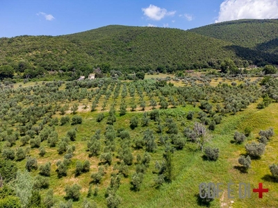 Terreno Agricolo in vendita a Poggio Mirteto sp48