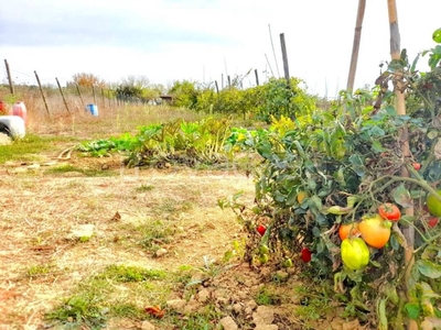 Terreno Agricolo in vendita a Pontedera viale Europa