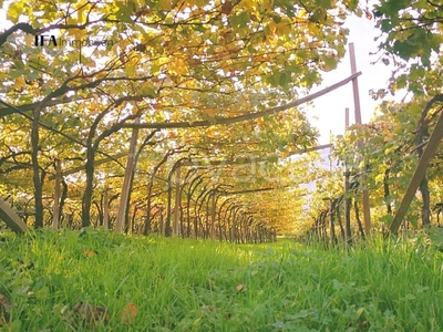 Terreno Agricolo in vendita a Roverè della Luna