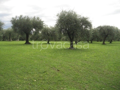 Terreno Agricolo in vendita a San Felice del Benaco via San Fermo