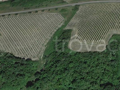 Terreno Agricolo in vendita a San Miniato