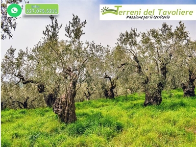 Terreno Agricolo in vendita a San Severo corso Antonio Gramsci, 17