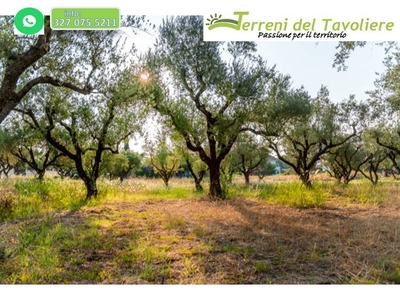 Terreno Agricolo in vendita a San Severo corso Antonio Gramsci, 17