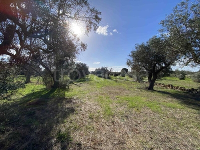 Terreno Agricolo in vendita a Sannicola sp50