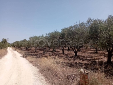 Terreno Agricolo in vendita a Sciacca contrada Castellana