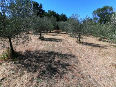 Terreno Agricolo in vendita a Serravalle Pistoiese via Morione