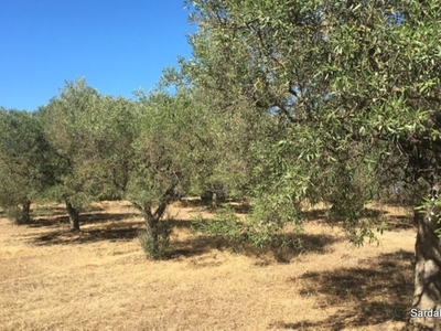 Terreno Agricolo in vendita a Soleminis pauli Erbeis