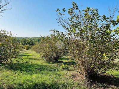 Terreno Agricolo in vendita a Soriano nel Cimino contrada Fornacchia