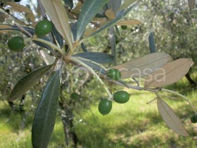 Terreno Agricolo in vendita a Soriano nel Cimino contrada San Pietro