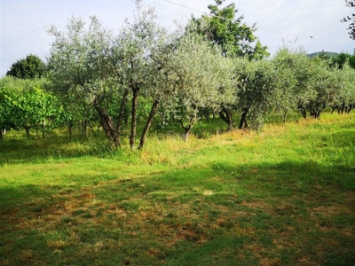 Terreno Agricolo in vendita a Terranuova Bracciolini