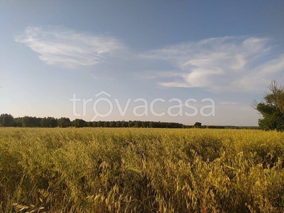 Terreno Agricolo in vendita a Torre Santa Susanna via Mesagne, 66