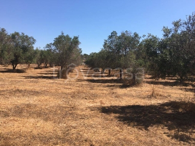 Terreno Agricolo in vendita a Tricase strada Comunale del Mito