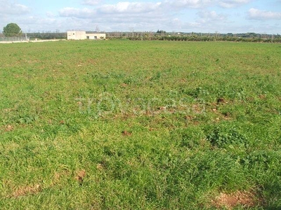 Terreno Agricolo in vendita a Ugento sp350