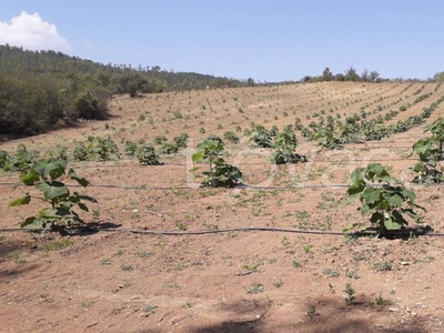 Terreno Agricolo in vendita a Vejano via della Fontana