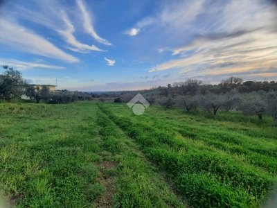 Terreno Agricolo in vendita a Velletri via Colle Ottone Basso, 1