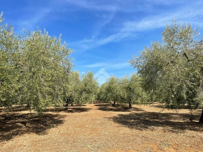 Terreno Agricolo in vendita a Velletri via Palagi