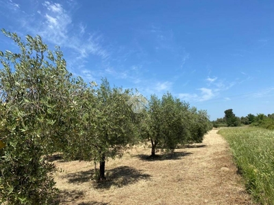 Terreno Agricolo in vendita ad Albano Laziale via Dei Tulipani