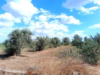 Terreno Agricolo in vendita ad Andrano strada Comunale Masseria Nuova