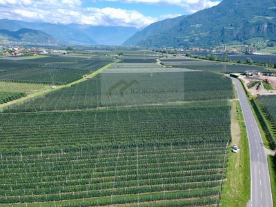 Terreno Agricolo in vendita ad Appiano sulla strada del vino sp54