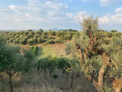 Terreno Agricolo in vendita ad Ariccia via Campoleone