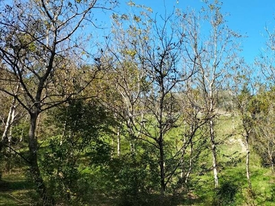 Terreno Agricolo in vendita ad Arrone