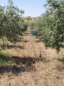 Terreno Residenziale in vendita a Caltagirone via balsamo