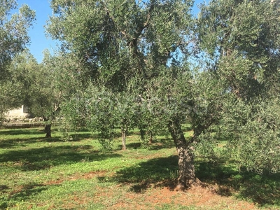 Terreno Agricolo in vendita a Carovigno sp33 s.n.c.