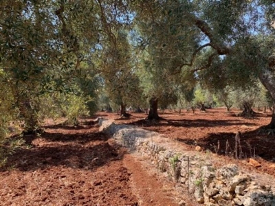 Terreno Agricolo in vendita a Ostuni via Sp20 s.n.c.