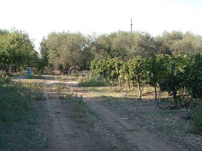 Terreno Residenziale in vendita a Stornara sp83