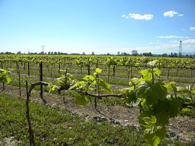 terreno agricolo in vendita a Argenta