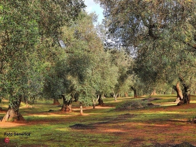 Terreno agricolo in Vendita in a Buti