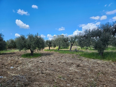 Oliveto in vendita a San Sperate