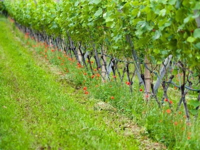 Terreno Agricolo in vendita a Bardolino