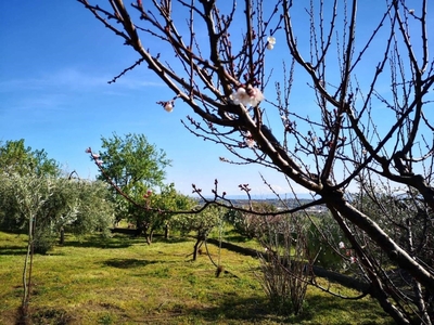 Terreno Agricolo in vendita a Belpasso