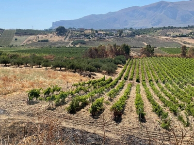 Terreno Agricolo in vendita a Castellammare del Golfo contrada Grotticelli